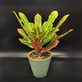 Succulenteria