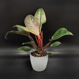 Succulenteria