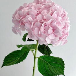 DREAM_FLOWERS_64