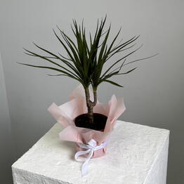 Fresh Flowers kzn