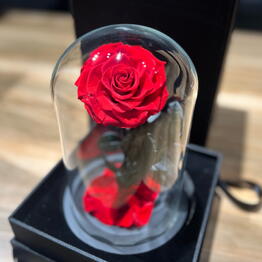 A red Rose in a flask