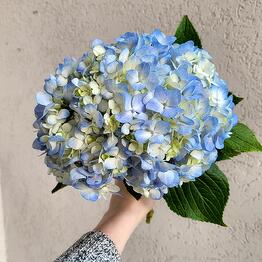 Keka flowers