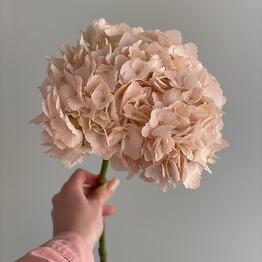 Florens