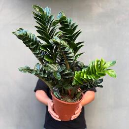 Botanee by