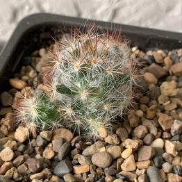 Sukkulentum