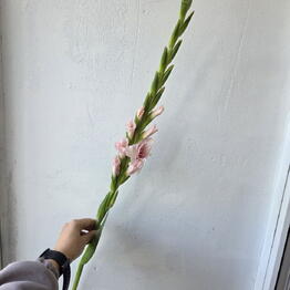 Цветник63
