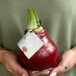 Margoplants Шаболовская 
