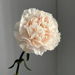 OK Flowers