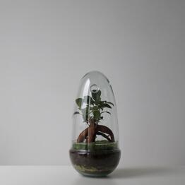 Heis plant