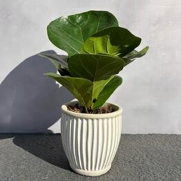 plants.nsk&kashpo_gorshok
