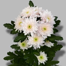 Viktoria Bloom Flowers