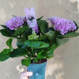 La Vanda / Rokoss