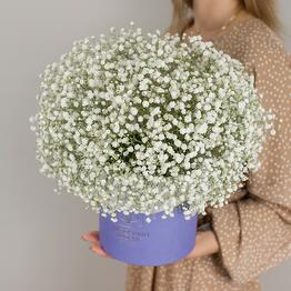 White gypsophila box N50464