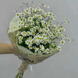 LysioFlo