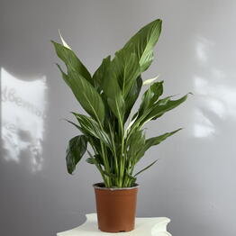 vip flower
