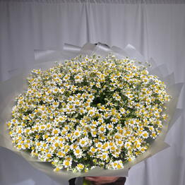 Raz Flover