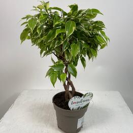 Комнатные пальмы, купить в Москве по цене 1099 руб домашнюю пальму ...