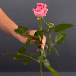 Global Flowers