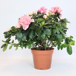 FloraManiya