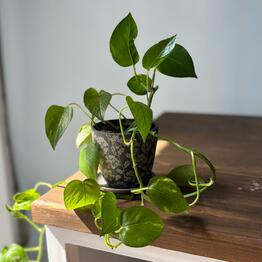 TAYGA