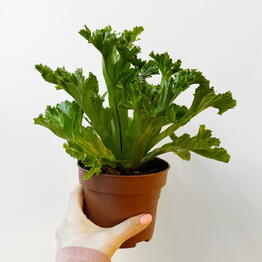 Leaf to live