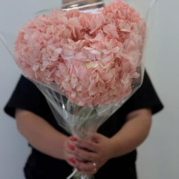 BLOOM ROOM OPT