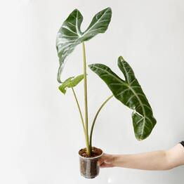 Leaf to live