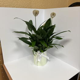 GreeneryPlant