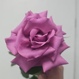 M-Rose39
