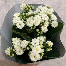 Verba&Sister Flowers
