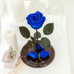 Red-Roses