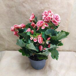 Ирис Blumen