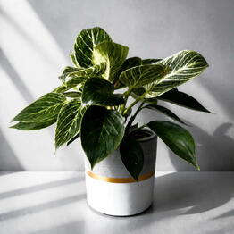Ready Plants