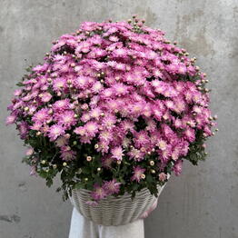 Darri.Flowers