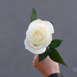 FLOWA.LOVA