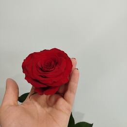 Цветы Куприна 