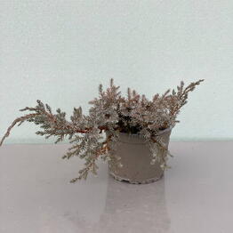 JUNIPERUS BLUE CARPET