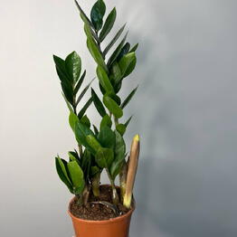 Kaktus flo