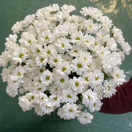 POMPON