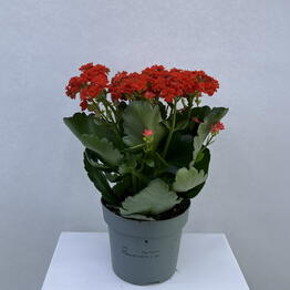 BB Flowers