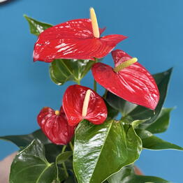 Fleur de fee