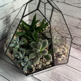 EDEM botanical studio