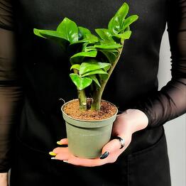 Exotica