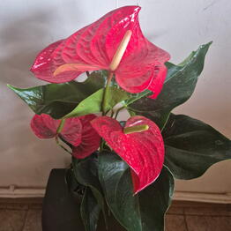 Lotus Flowers and Gifts