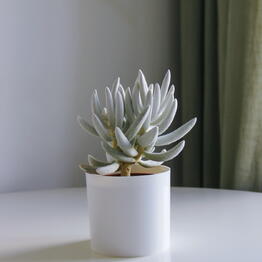 florariumy sevflomsk 