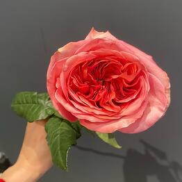 Rose Peony Pink Expression