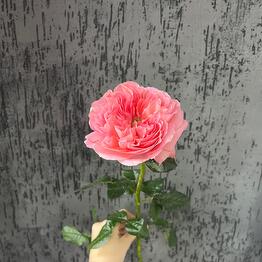 Royal flowers 