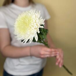 CVETY S LYuBOVYu