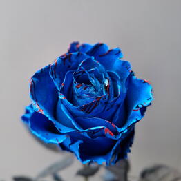 Florens