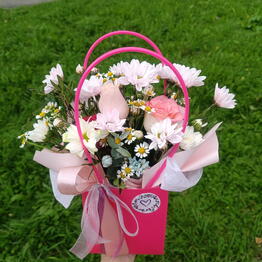Dianthus 